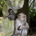 monkey_macaque_balinese_mf_ubud_v_0627_bal0633.jpg